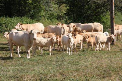 Ferme du vert pâturage