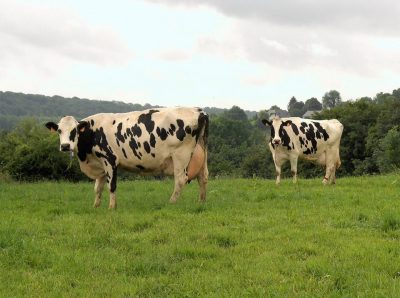 La ferme du Ker Bray
