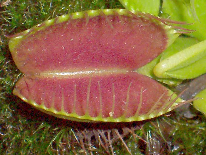 plante_carnivore_013