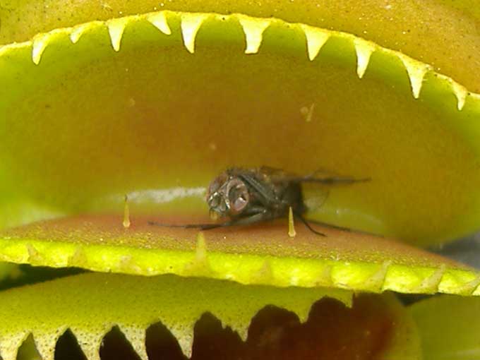 plante_carnivore_033