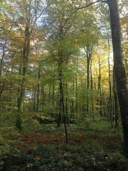 Gites-de-France®-Gite-du-Vallon-dore