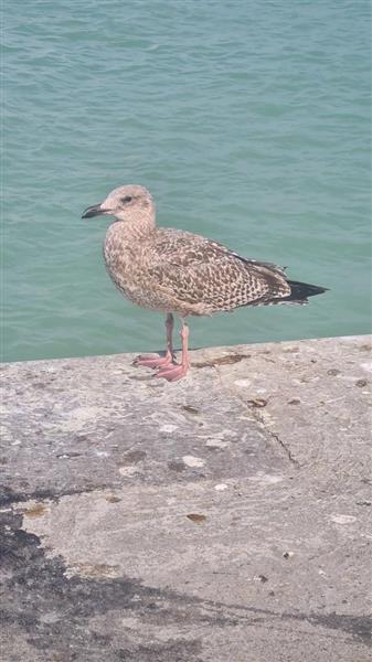 Gites-de-France®-Le-Frene-Chantant